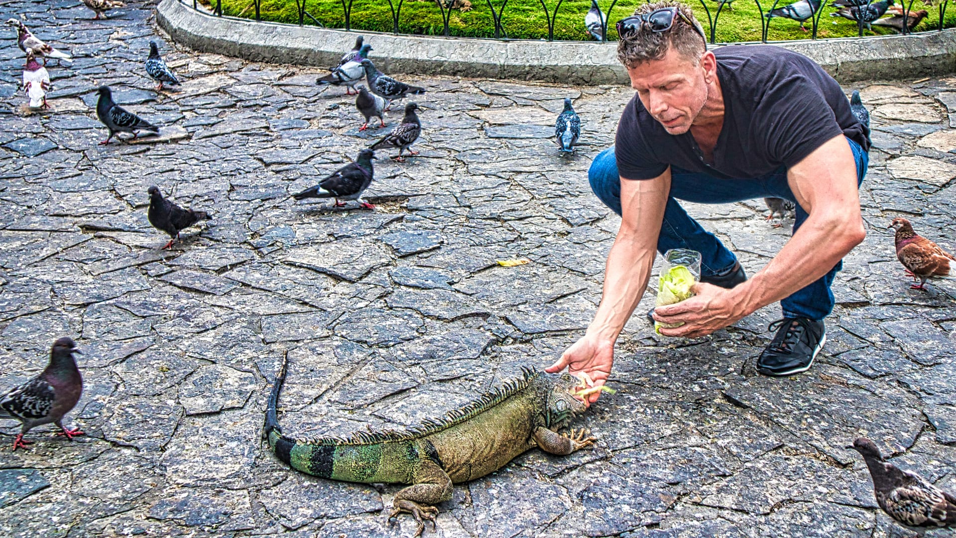 Eric feeding an iguana lettuce with pigeons all around at Parque Seminario aka Parque Bolivar aka Parque de las Iguanas in Guayaqui, Ecuador.