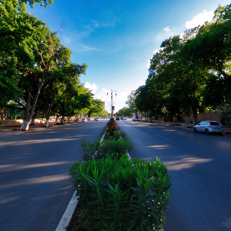 Paseo Montejo as seen from the median in the road showing both lanes with verdant trees on each side and a blue sky above.