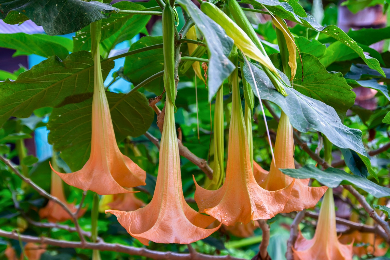 Brugmansia plant similar to datura with upside down pinkish trumpet like flowers are very poisonous, containing scopolamine.