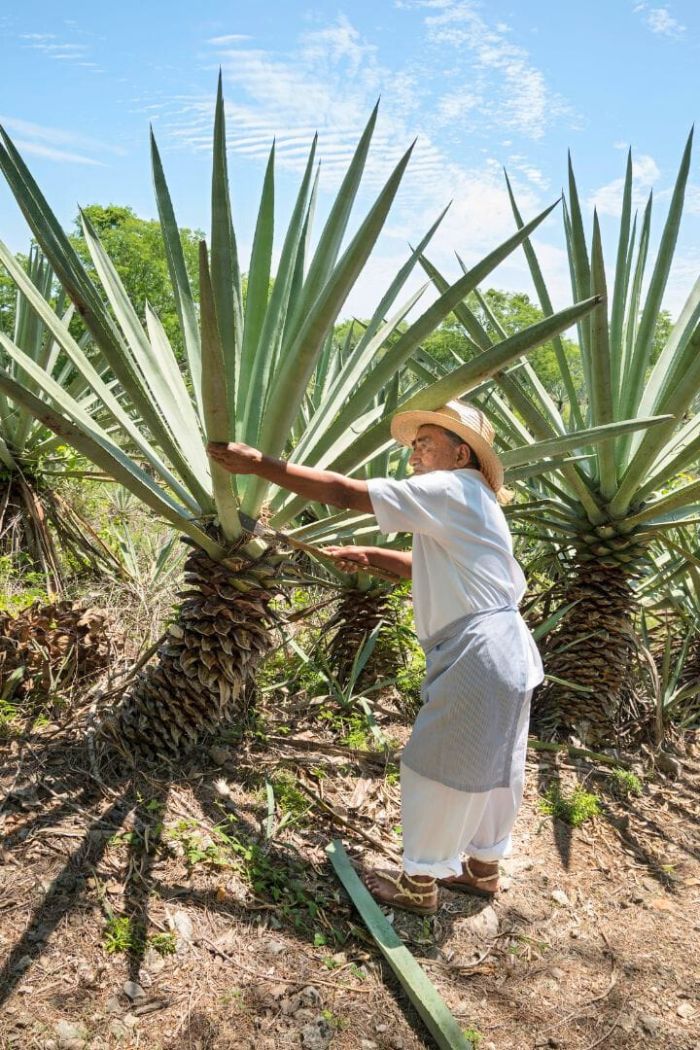 A farmer attends to a henequen plant on a sunny day in Yucatán, Mexico.