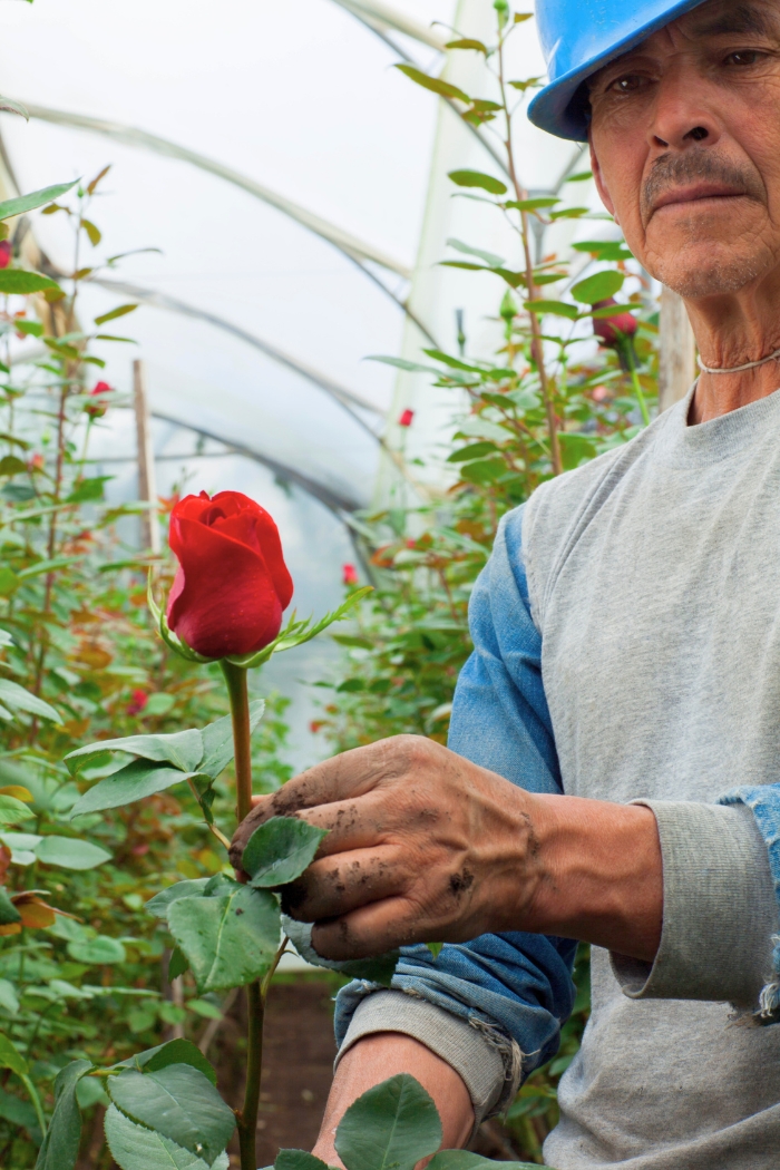 A rose farmer attends to a rose in a greenhouse in Cayambe, Pichincha, Ecuador.